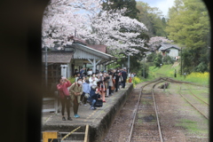 過ぎた桜の小湊鉄道のホーム