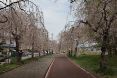喜多方の枝垂れ桜