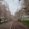 喜多方の枝垂れ桜