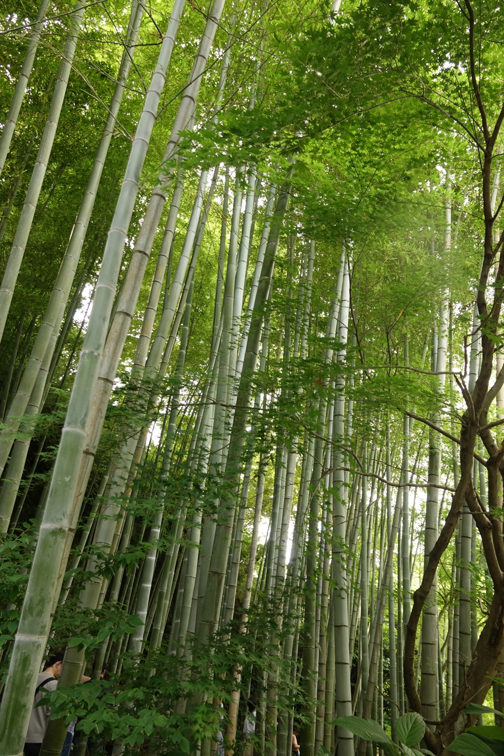 竹林