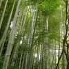 竹林