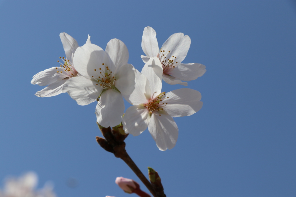 桜