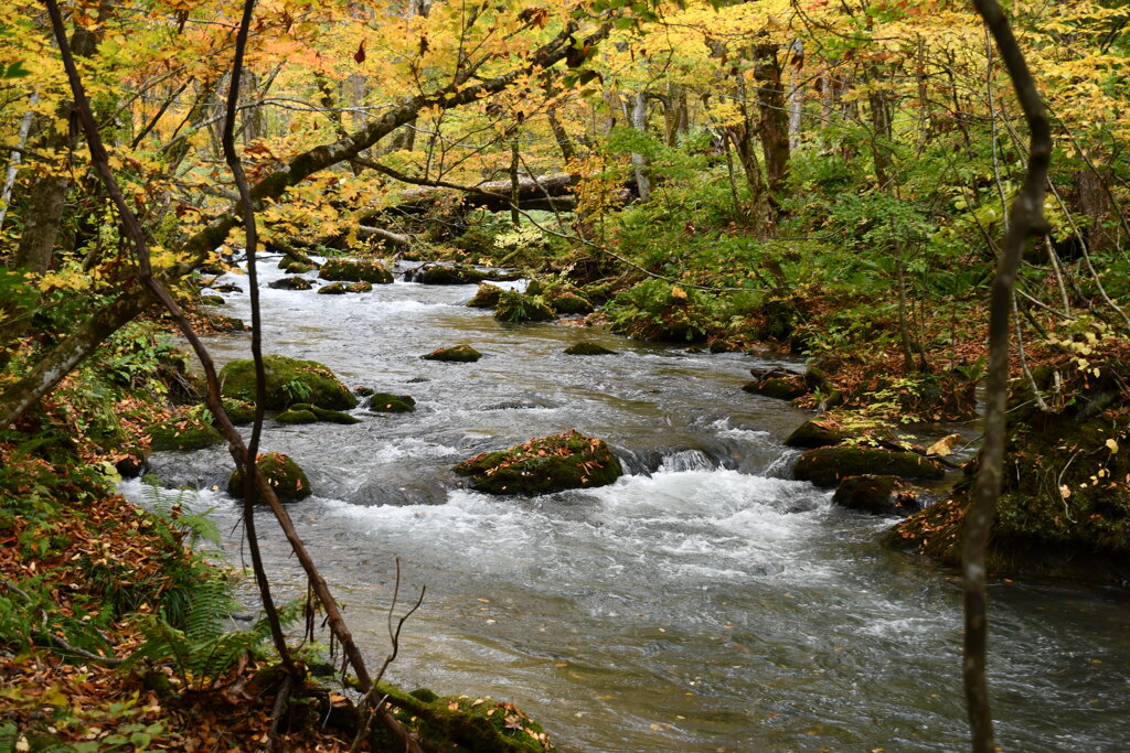 奥入瀬渓流 風景・自然 青森県 by いなかっぺ928 （ID：12004865