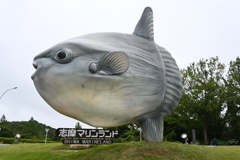 マンボウがシンボルマークでした