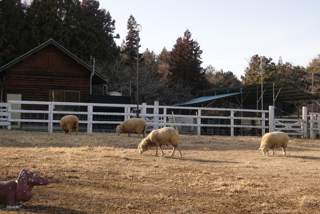 羊が4匹…。