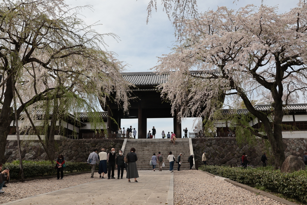 東郷寺の桜➁