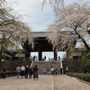 東郷寺の桜➁