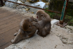 ノミをとってあげるよ！