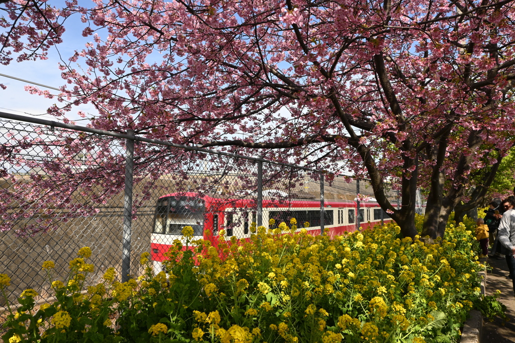 京浜急行と桜と菜の花のコラボ