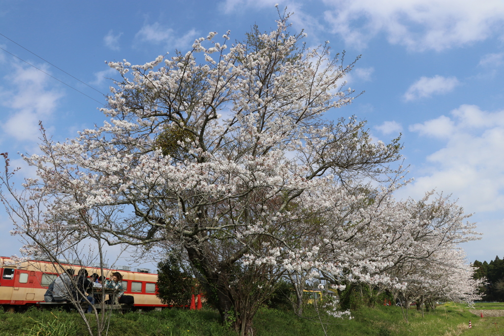 満開の桜