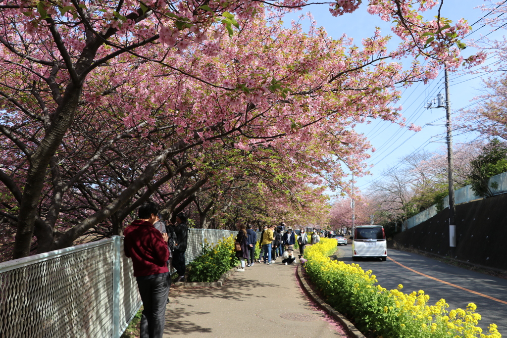 河津桜と菜の花が満開の通りを散策