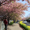 河津桜と菜の花が満開の通りを散策