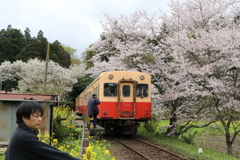 飯給駅の桜と菜の花➀
