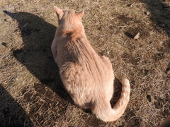 後ろ姿の城ヶ島の猫さん！