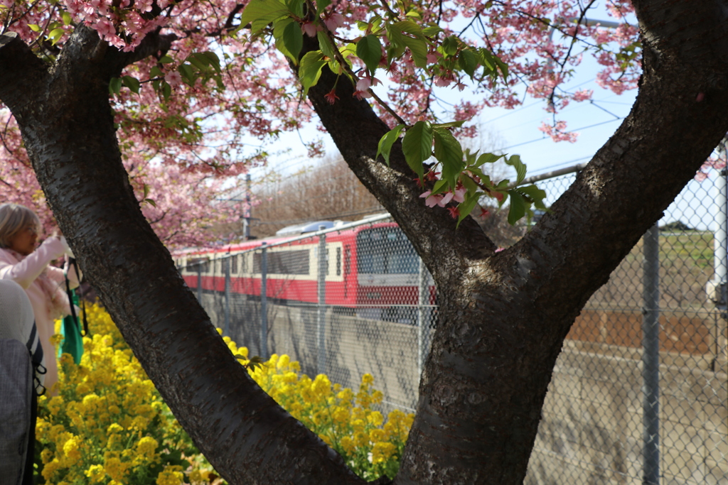 京急2100系と河津桜と菜の花