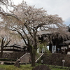 東郷寺の桜➂