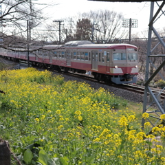 菜の花と西武多摩川線の101系