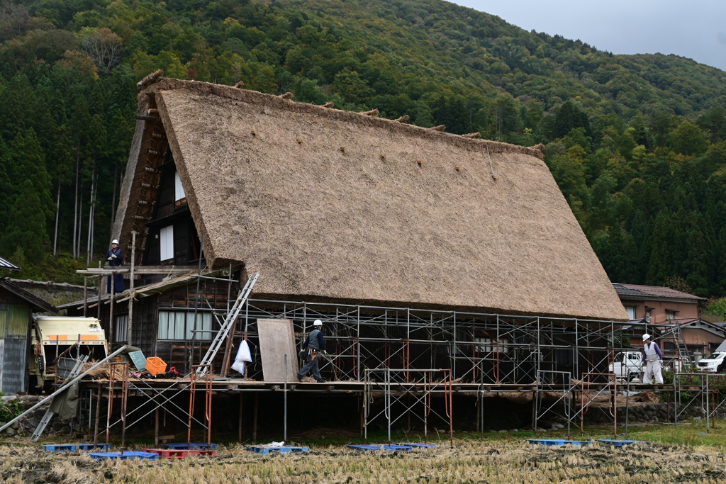 藁ぶき屋根の改装工事の様子
