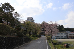 大多喜城と桜並木