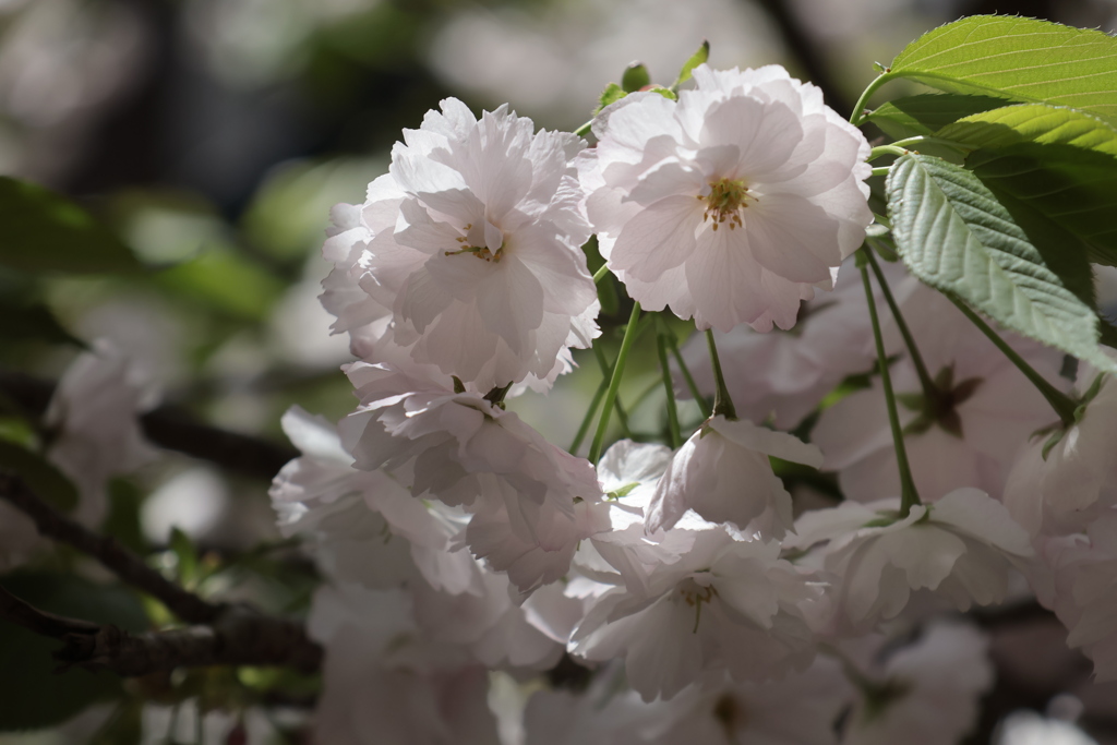 東山温泉の桜