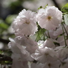 東山温泉の桜