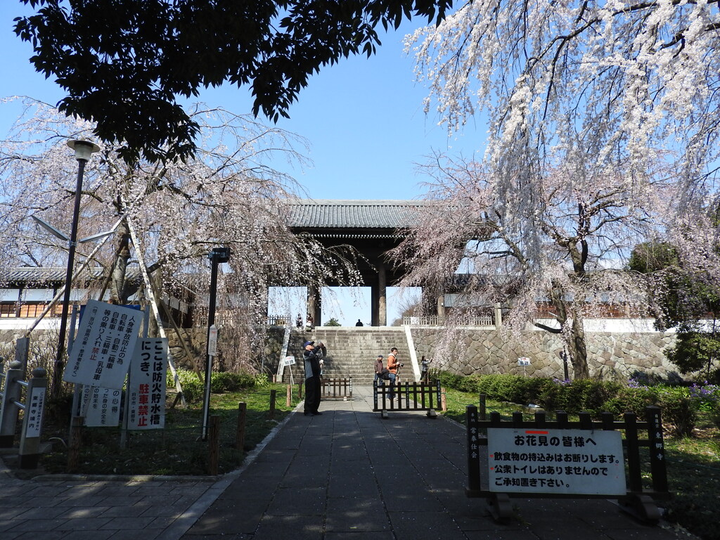 桜満開の東郷寺