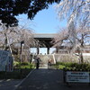 桜満開の東郷寺