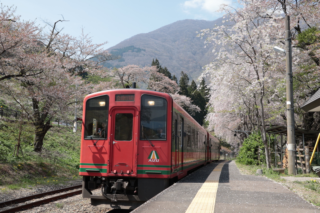 桜と会津鉄道の気動車