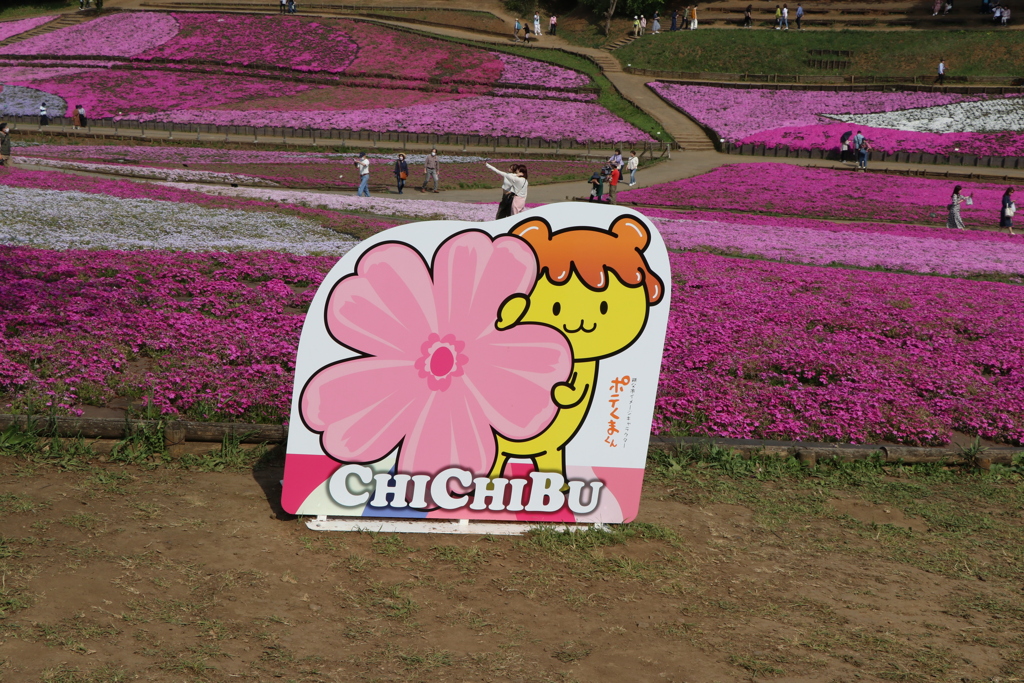 秩父の芝桜まつり➀