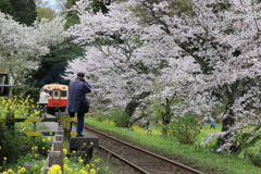 気動車と満開の桜たちを撮影する人たち