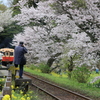 気動車と満開の桜たちを撮影する人たち
