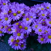 弘前城の公園内の紫色の花