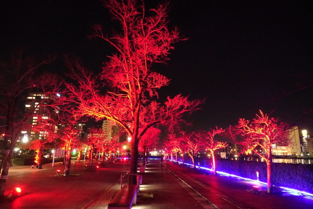 イルミネーション➂