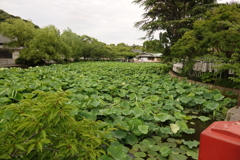 鶴岡八幡宮②