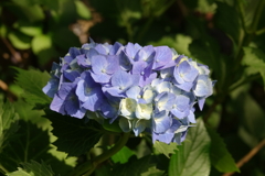 紫陽花➂