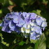 紫陽花➂