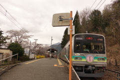 枝垂れ桜と秩父鉄道