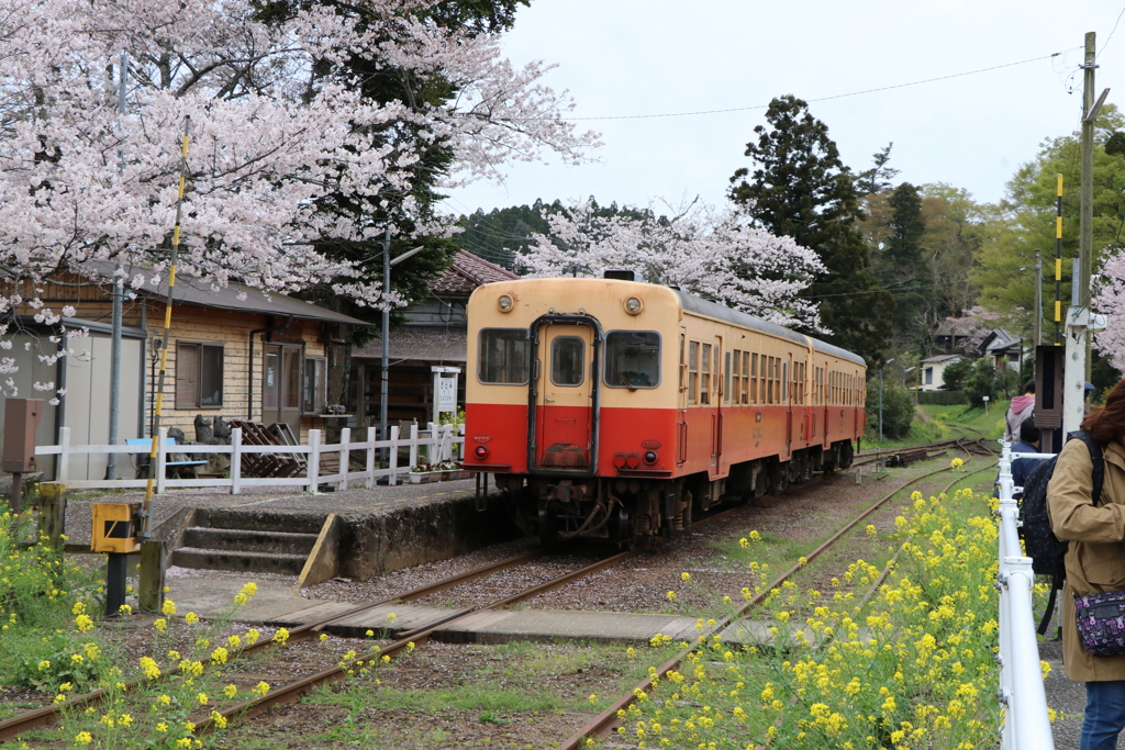 桜と菜の花が満開の小湊鉄道と気動車