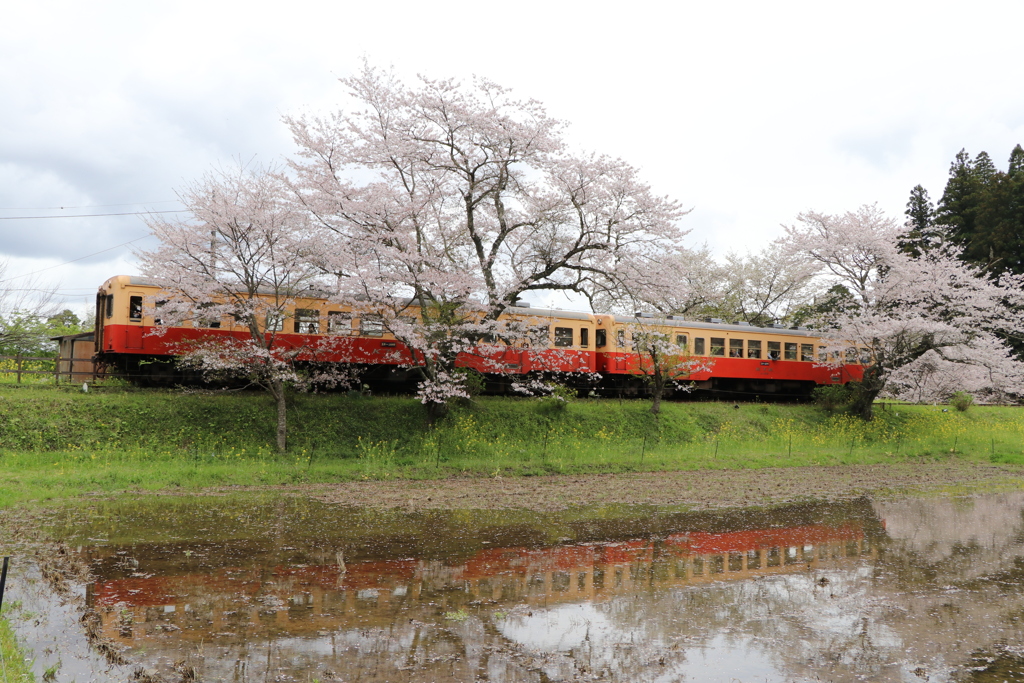 飯給駅の桜と菜の花➁