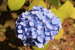 紫陽花➁