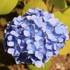紫陽花➁