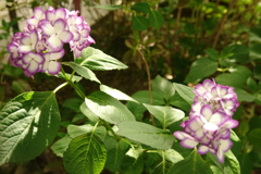 紫陽花➁
