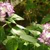 紫陽花➁
