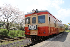 桜と菜の花と急行そと房号