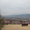 八代ふるさと公園からの桃源郷➀