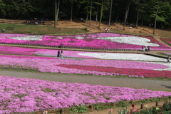 秩父の芝桜まつり➁