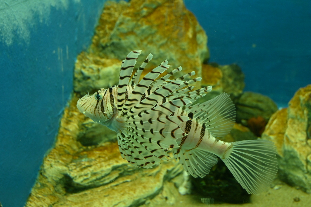 このカサゴらしき魚は？