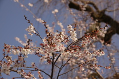 桜が咲き始めましたが…。