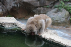 水、お湯を飲んでいるのかしら？