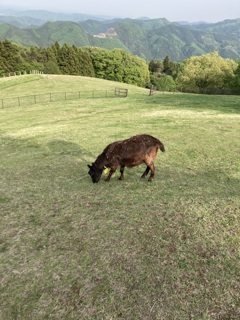 秩父のふれあい牧場にて